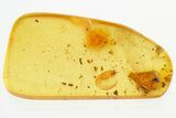 Detailed Fossil Pseudoscorpion (Pseudoscorpiones) In Baltic Amber #307204-1